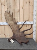 Big 21.4 Lbs Alaskan Moose Shed Antler