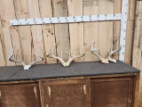 3 Sets Of Whitetail Antlers On Skull Plate