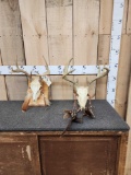 2 Sets Of Whitetail Antlers On Skull