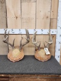 2 Sets Of Whitetail Antlers On Plaques