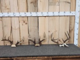 3 Sets Of Whitetail Antlers On Skull Plate
