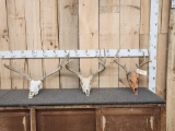 3 Sets Of Whitetail Antlers On Skulls