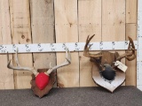 2 Sets Of Whitetail Antlers On Plaques