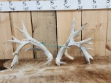 Set Of Big Gnarly Nontypical Whitetail Shed Antlers