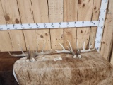 2 Nice Sets Of Wild Iowa Whitetail Shed Antlers