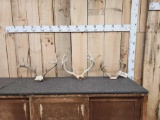 3 Sets Of Whitetail Antlers On Skull Plate