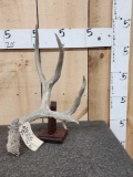 5 Point Mule Deer Shed Antler
