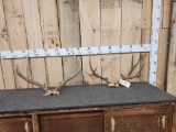 2 Sets Of Mule Deer Antlers On Skull Plate