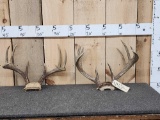 2 Sets Of Whitetail Antlers On Skull Plate