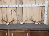 3 Sets Of Whitetail Antlers On Skull Plate
