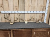 3 Sets Of Whitetail Antlers On Skull Plate
