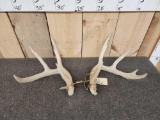 4x5 Whitetail Shed Antlers