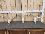 3 Sets Of Whitetail Antlers On Skulls