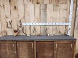 5 Sets Of Mule Deer Antlers