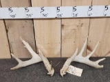 4x5 Whitetail Shed Antlers