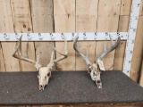 2 Sets Of Whitetail Antlers On Skulls
