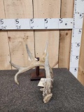 Wild Iowa 5 Point Whitetail Shed Antler
