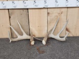 4x5 Whitetail Shed Antlers