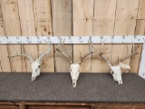 3 Sets Of Whitetail Antlers On Skulls