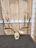 Big 3x4 Mule Deer Antlers On Skull Plate