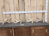 Group Of 4 Whitetail Shed Antlers