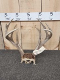 4x5 Whitetail Antlers On Skull Plate