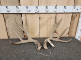 5x5 Mule Deer Shed Antlers
