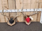 2 Sets Of Whitetail Antlers On Plaques