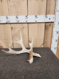 5 Point Whitetail Shed Antler
