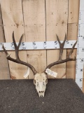 4x4 Mule Deer Antlers On Skull Plate