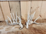 Set Of Nontypical Whitetail Shed Antlers