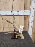 Rare Double Beam Wyoming Mule Deer Shed Antler