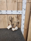 Wild Mini Monster Freak Whitetail Antlers On Skull Plate
