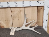 7 Point Mule Deer Shed Antler