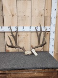 5x5 Mule Deer Antlers On Skull Plate