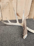 5 Point Whitetail Shed Antler