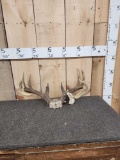6x5 Whitetail Antlers On Skull Plate