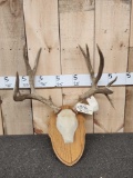 6x5 Mule Deer Antlers On Plaque