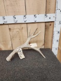 Massive Western Kansas Mule Deer Shed Antler