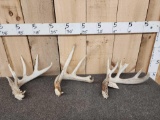 Group Of 3 Whitetail Shed Antlers