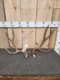 Beautiful Canadian Mule Deer Shed Antlers