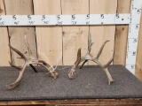 5x5 Whitetail Shed Antlers Double Droptine