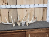 Group Of 3 Big Preserve Whitetail Shed Antlers