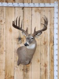 6x6 Whitetail Shoulder Mount Taxidermy
