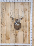 Nice 5x5 Whitetail Shoulder Mount Taxidermy