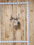 4x4 Whitetail Shoulder Mount Taxidermy