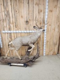 Mule Deer Full Body Taxidermy Mount