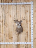 5x5 Whitetail Shoulder Mount Taxidermy