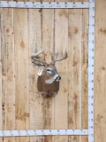 Main Frame 6x5 Whitetail Shoulder Mount Taxidermy