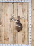 4x4 Whitetail Shoulder Mount Taxidermy